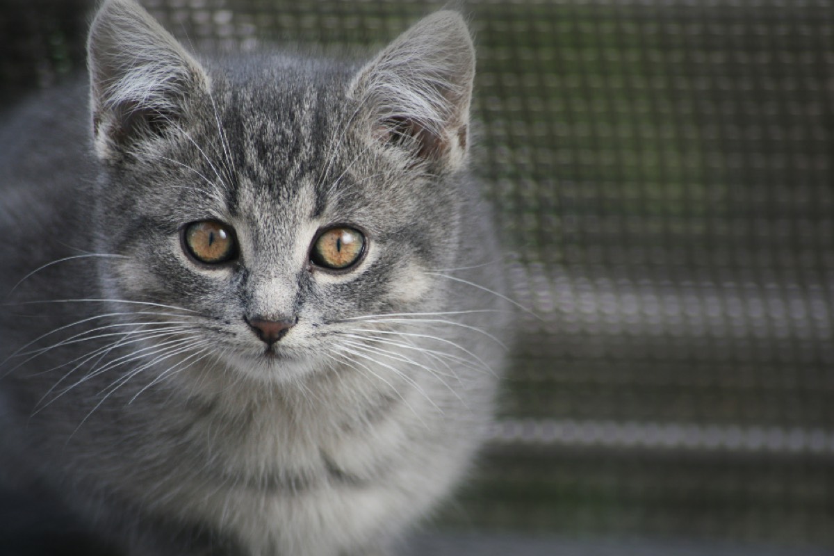 A cat looking towards the camera